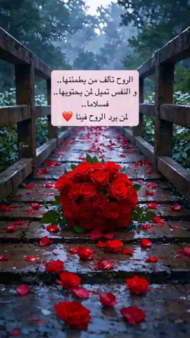 الروح تألف من يطمئنها ♥️