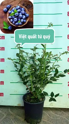 Quy trình đóng cây giao đi bên nhà em ạ #vuoncayhuyhoangg #vietquat #cayvietquat 