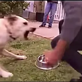 #dog #dogsoftiktok #DogTraining 