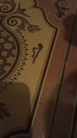 apa namanya ini  #hewanUnik #hewananeh 