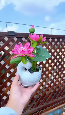 You can live when you encounter water. #Flower#Benih #biji 