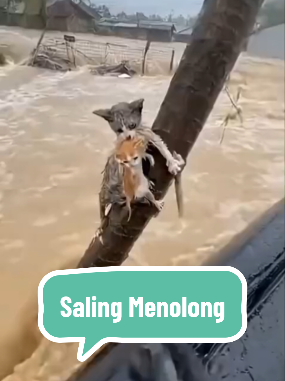 Menolong sesama makhluk hidup #bobbynasution #tapteng #viral #banjirsumut #banjir 