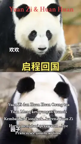 Yuan Zi dan Huan Huan orang tua Yuan Meng kesayangan Prancis Kembali ke Tiongkok karna Yuan Zi Harus menjalani perawatan kesehatan #yuanzi #huanhuan #panda #giantpanda #animal 