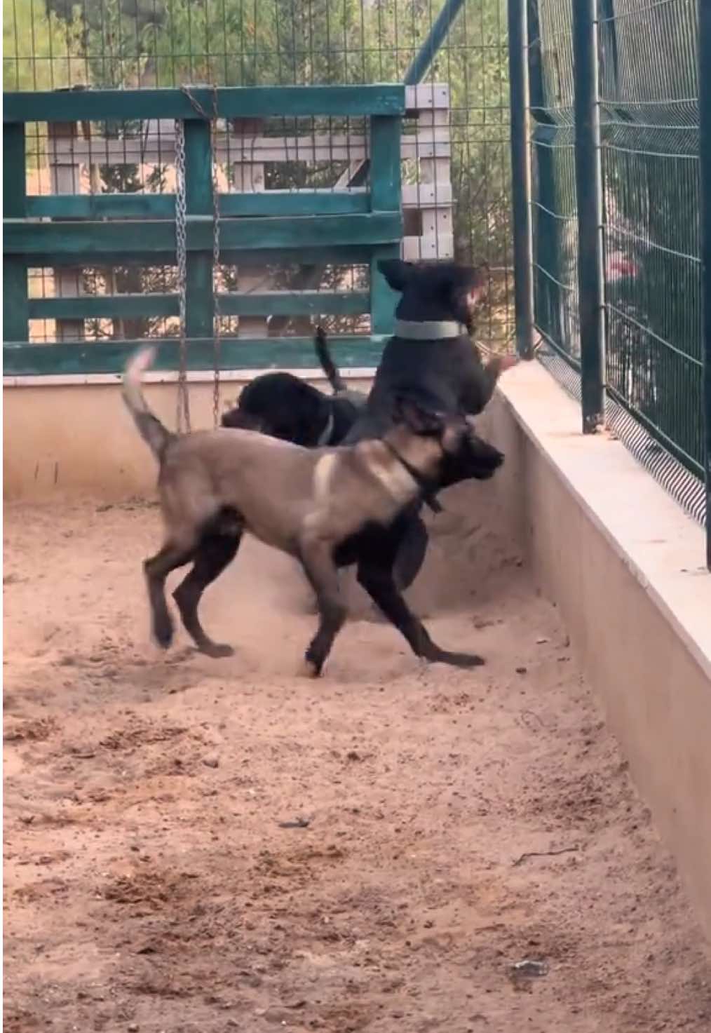 #ربي_ايبارك_في_رزق_الجميع🇱🇾 #ليبيا_طرابلس_جنزور🇱🇾 #تدريب_كلاب_الحراسة_والطاعه_في_ليبيا🇱🇾 