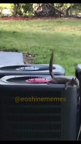 SEGUE META 100K 🙏🏼❤️ #memesbr #memesbrasil #dublagem #mineiro #memesengraçados 