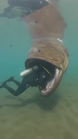 #underwater #sea #creepy #creature 