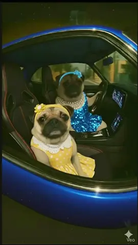 #pug #мопс #musica #фильмы #приколи 
