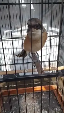 #Bocel masih umur 1 bulan.#cendetmadurasampang #sampangkrangpenang #fypage. Akhir musim##