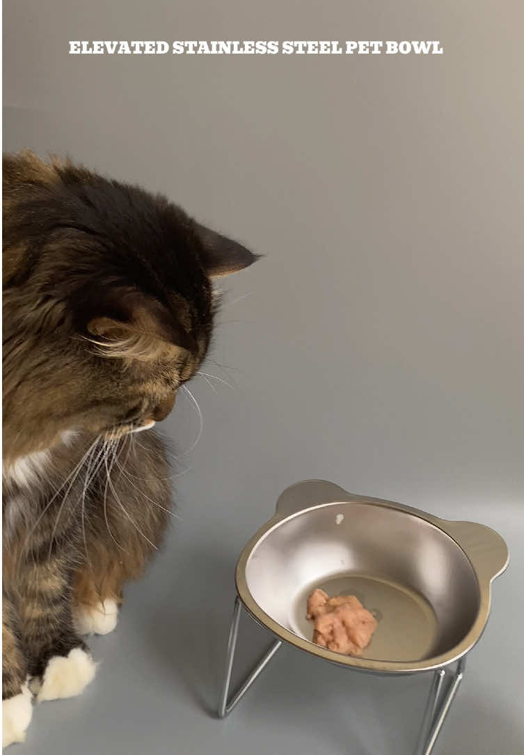 Plastic bowls? Pwede. Pero stainless steel bowls? Mas safe, mas malinis, mas hygienic. Kung pet health ang usapan, start with the right bowl. Stainless steel-durable, safe, at pet-approved! #stainlesspetbowl #petbowl #elevatedpetbowl