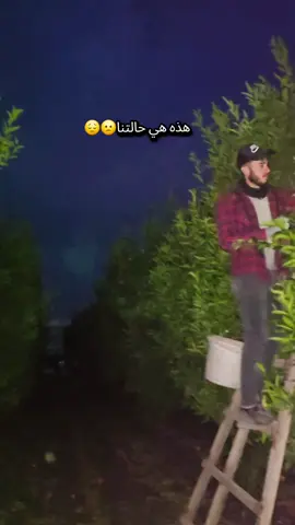 #ارزين #اضنة_غازي_عنتاب_ميرسين_انقرة_ #ترسوس_تركيا_مرسين #برتقال #اضنه 