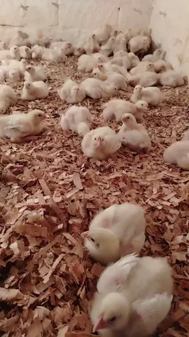 #домашние #цыплята #рек #сарай #рекомендации 