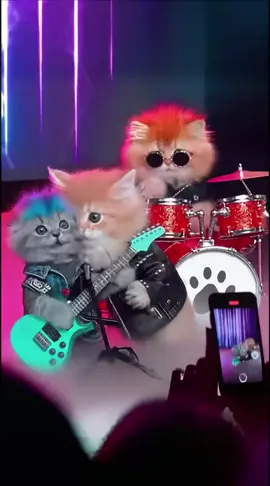 #จ่ายแพงไปทำไม #ทาสแมวของแทร่ #Viralcattiktoks #แมวที่เล่นกีต้าร์ได้นิดหน่อย #คลิปนี้ต้องฟีด  