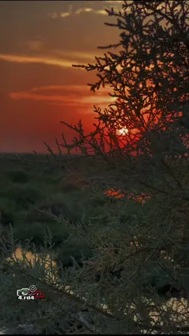 موال 📸 وصلك بعلاج الموت وأنه بأمل #تصويري #تصويري_احترافي_الاجواء👌🏻🕊😴 #موال #جواد الساعدي#طرب 