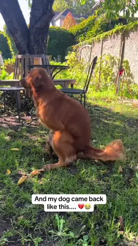 💔 #dog #PetsOfTikTok #animals #pet #vet 