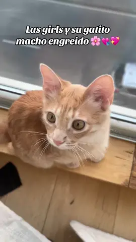 Las Girls y su mejor amigo ❤️🫶🏼 #michi #gatos #michis #gatitostiktok #gatitos 