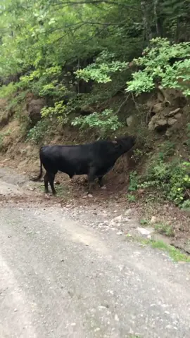 Sesine kurban evlat #video #viraltiktok #keşfet #tiktokviral #tiktokshop 