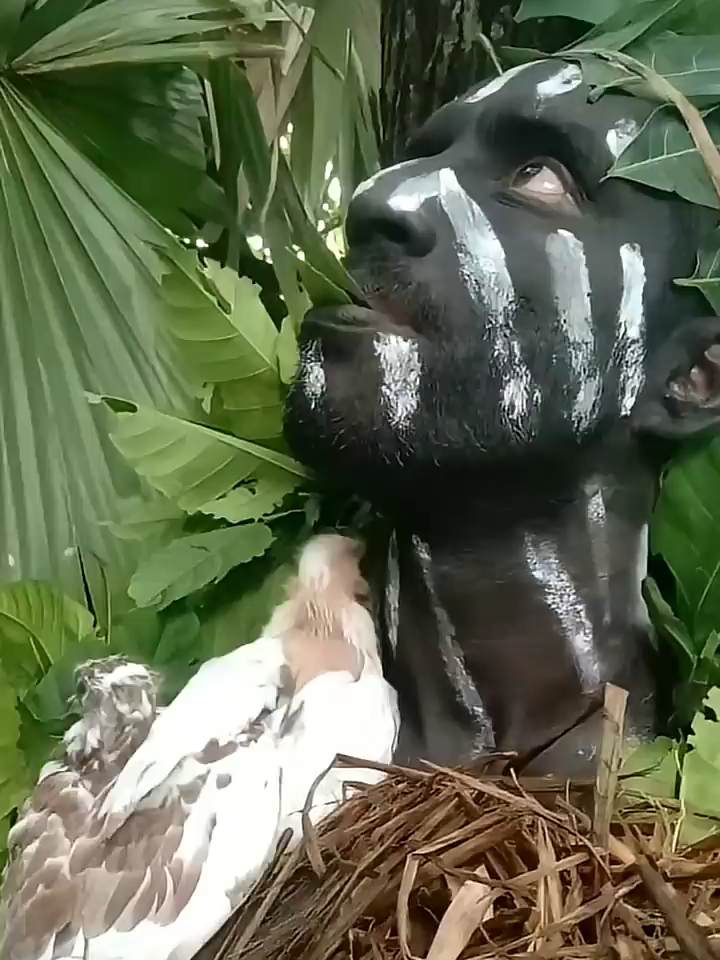 forest human bird sound call shorts video #birdcall #birds #call #sound#fyp #foryoupage #viralvideo See how this extraordinary man calls a bird like a bird