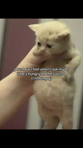 relatable? 😂 #fyp #cattok #couple #meme #joke 
