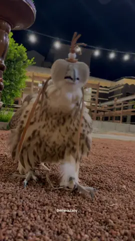 #حايل #السعودية #explore #fyp #explore 