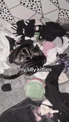 #cat #catsoftiktok #catlover #kitten #kittensoftiktok 