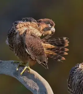 #explore #اكسبلور #هدد #شاهين #لايكات 