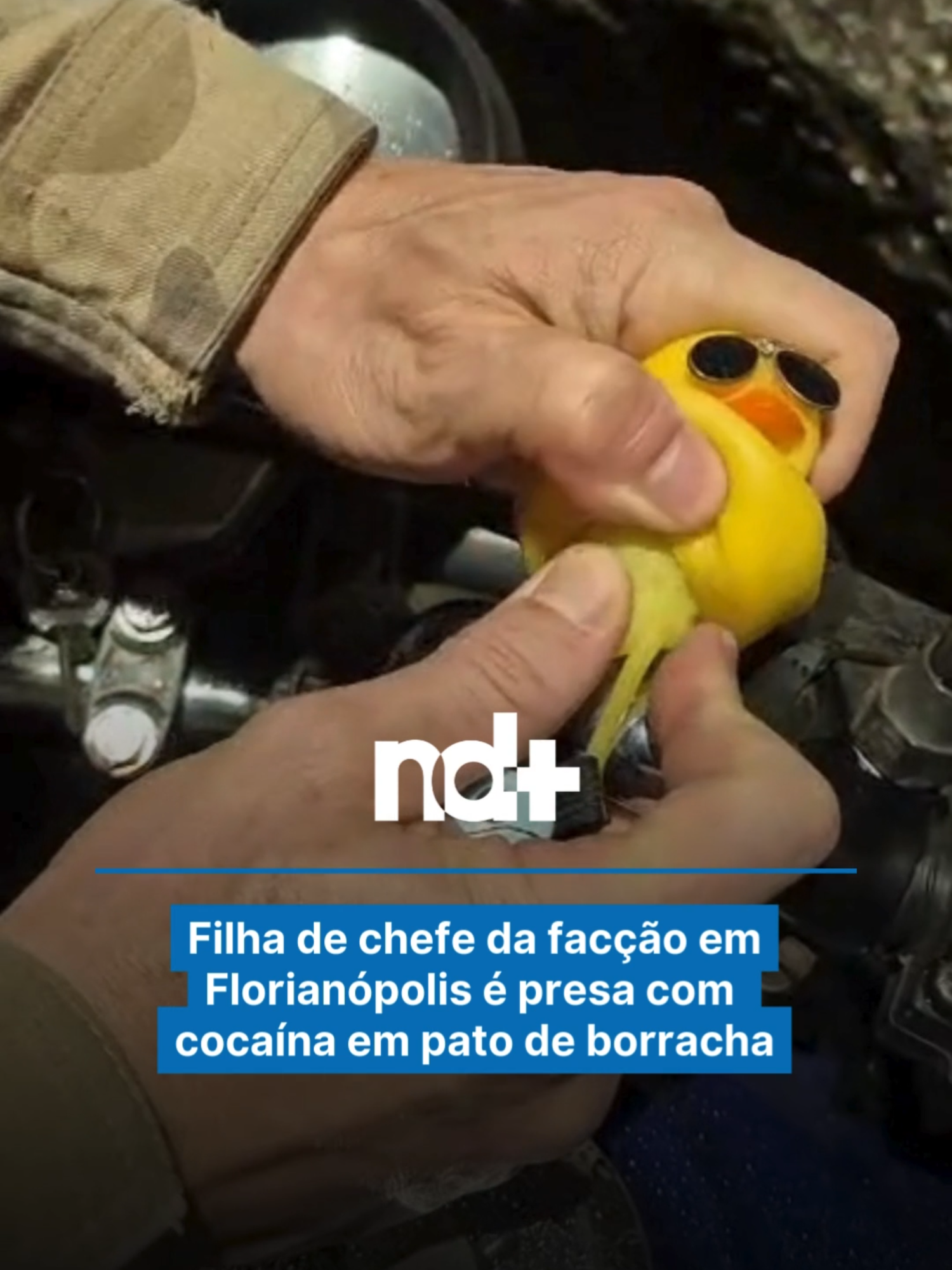 Foi presa no domingo (23) a filha de Rodrigo Saturnino, conhecido como “Rodrigo da Pedra”, que era chefe da facção PGC (Primeiro Grupo Catarinense) e controlava o tráfico de drogas no Morro do Horácio, em Florianópolis. Aos 24 anos, a suspeita foi flagrada com buchas de cocaína escondidas em um pato de borracha. Ela e outras três pessoas foram presas. Segundo a Polícia Militar de Santa Catarina, a ação desarticulou um sistema de entrega de entorpecentes. 🎥 PMSC/Divulgação #segurança#florianópolis#pmsc#notícias