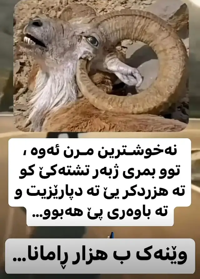 #keşfet #گوتنێن_مەزناا ##zaxo 