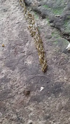 iki jane kewan opo 😬 #hewananeh #hewan #pengikut 