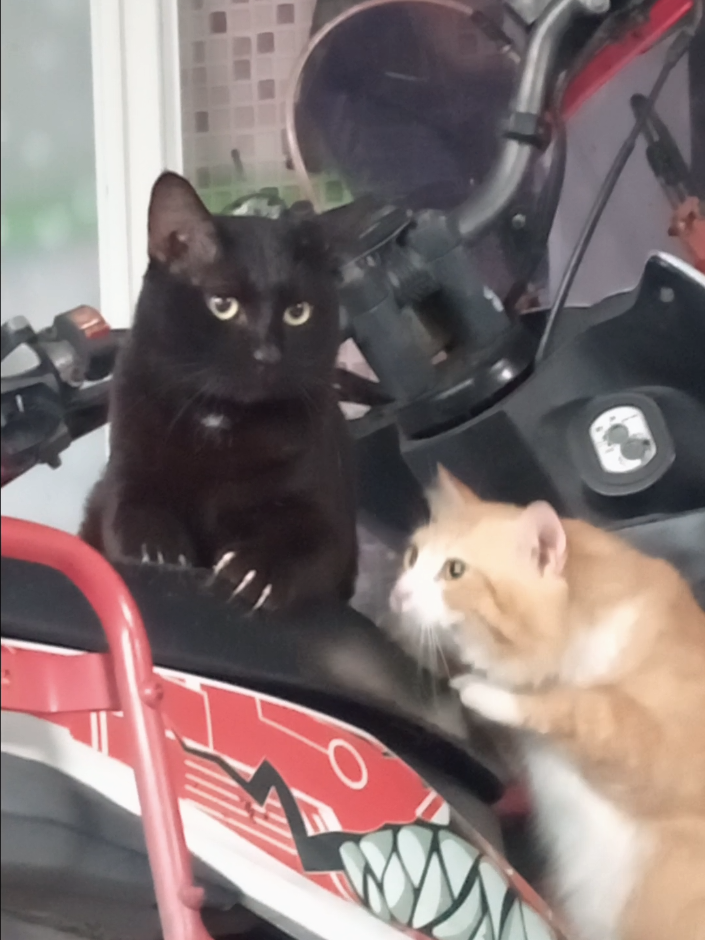 Jok mahal nih, karena ada seni(cakaran)nya 🗿 #random #cats #kucinggemoy #fyp 