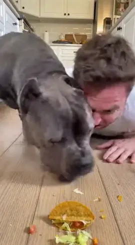 Bro wasn’t even READY 😭💀 They hit heads and he said “OH GOD” and gave up instantly 😂🌮 #dogsoftiktok #funnydog #caneCorso #dogchallenge #fypシ゚viral 