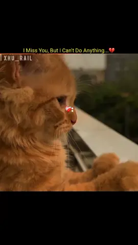 یہ زندگی ہے یہاں من چاہا کچھ نہیں ملتا 🥹❤️‍🩹 #fyppppppppppppppppppppppp 