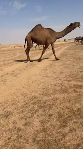 #فردي#ابن_عشوان #مطير#عتيبة #ماشاءالله_تبارك_الله 