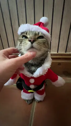 6 7 on a merry rizzmas 😎 #pets #cat #cute 