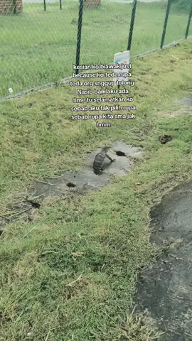 kesian Mr biawak#fypシ゚ #healing #sad 