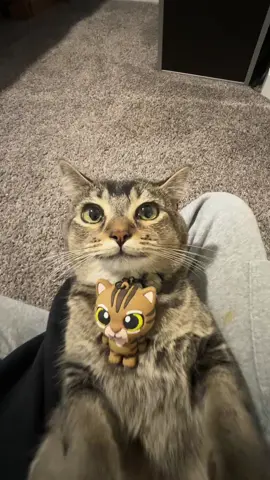 turn signal and turn signal #fyp #cat 