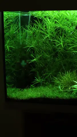 Take a breather and watch a quick water change.