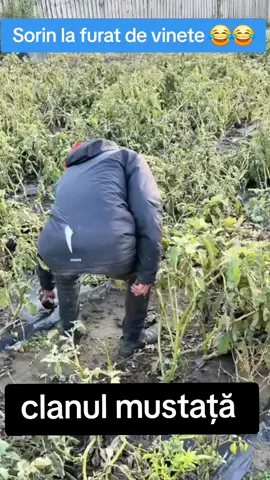 #clanulmustata #fyp #100k 