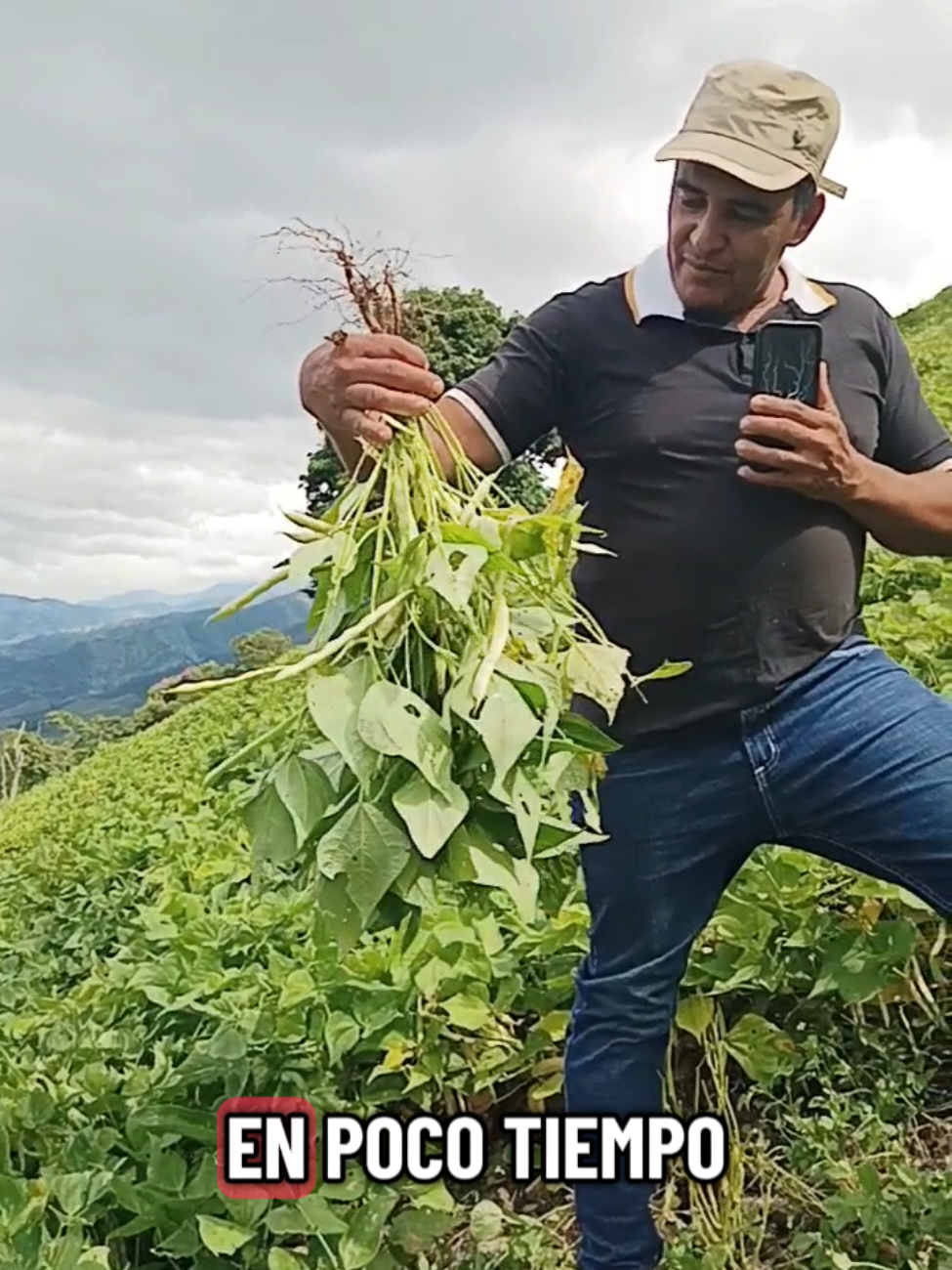 Así están los frijolitos #viral #CapCut #cultivo 