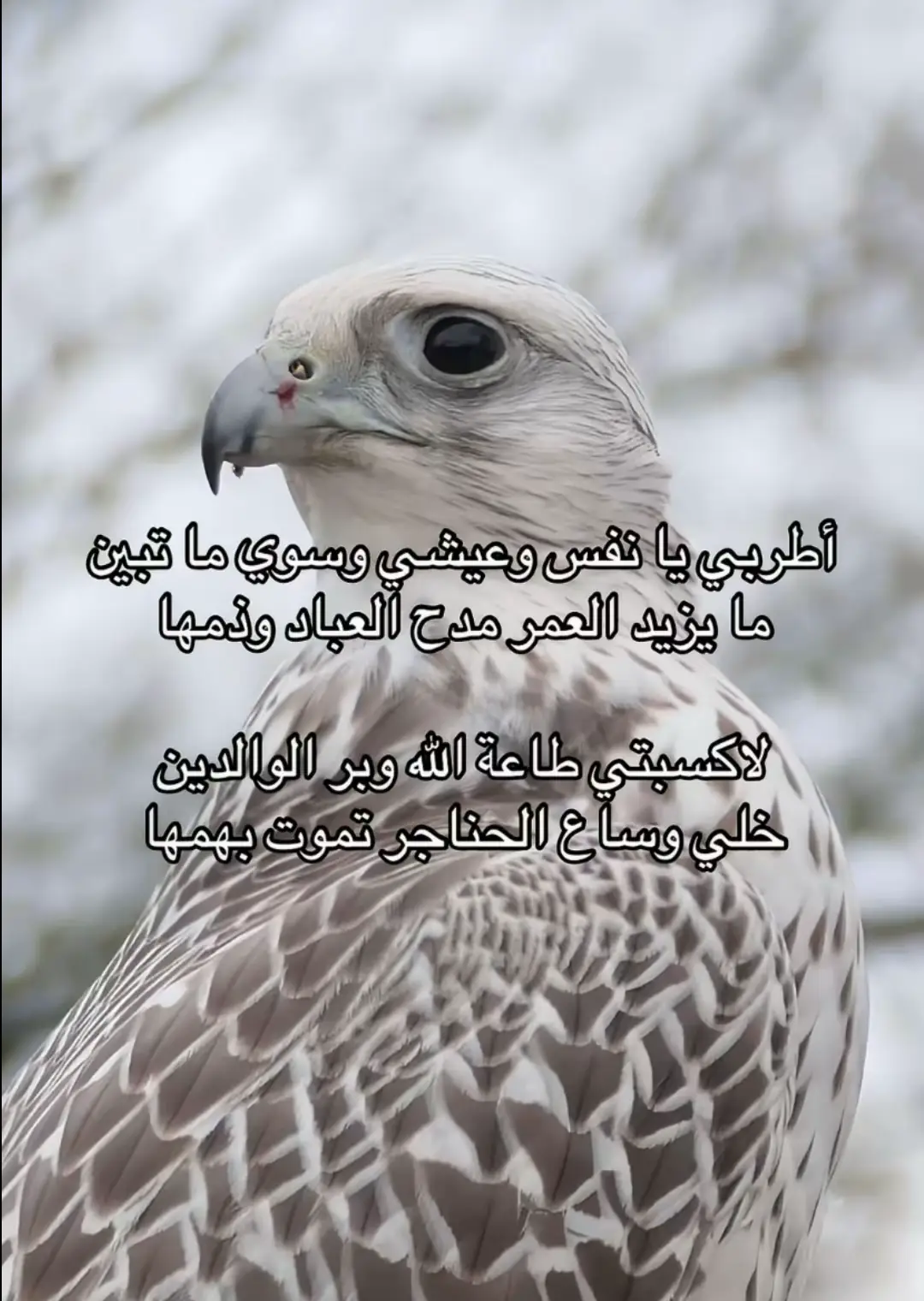 #explore #foryoupage #fyp #foryou #foryoupage 