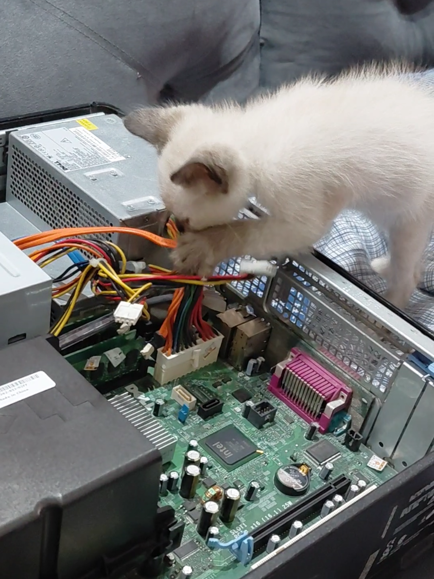 Safira ainda filhote já é uma jovem aprendiz!!! Esta saindo uma otima técnica de informática!!! #pets #PetsOfTikTok #gatos #cats #informática 