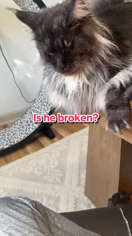 Does anyone else’s cat meow at other cats… or is mine broken? 🐾🫶🏻 The meows are so adorable though! #chewbacca #mainecoon #orangecat #orangecatbehavior #meowing 