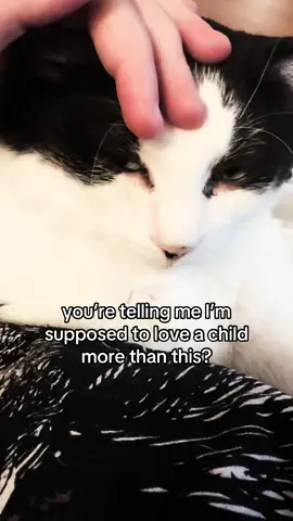 “but you’ll understand when you have a kid—“ no. shut up. Belphegor is better than any child. #cats #cattok #catsoftiktok #cowcat #cowcatsoftiktok 