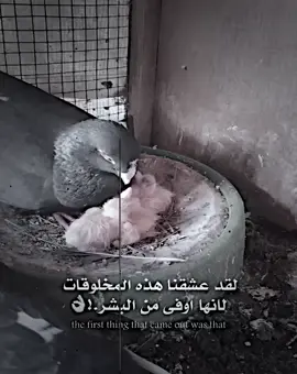 #تصميم_فيديوهات🎶🎤🎬 #fypppppppppppppppppppppp #عباراتكم_الفخمه📿📌 #dtiktokofficial #عبارات_جميلة_وقويه😉🖤 