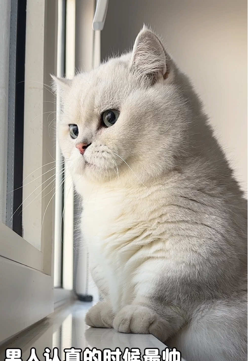 认真的男人最帅#cat #矮脚猫 