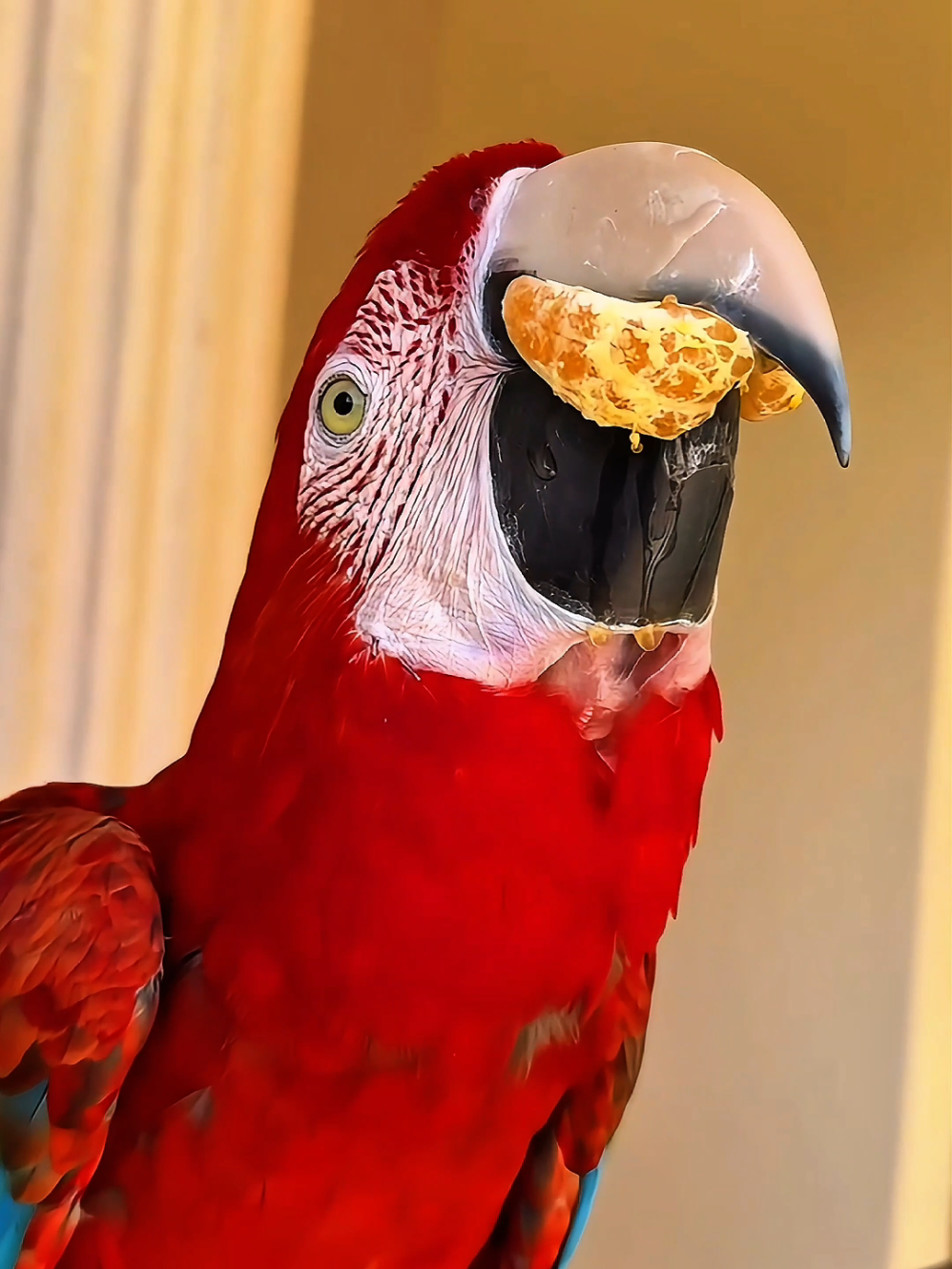 parrot 🦜  #bird #animal #cuteanimal #animals #birds 