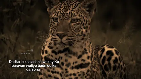 .. #fypviral #fyシviral #maahiz #foryou #foryoupage 