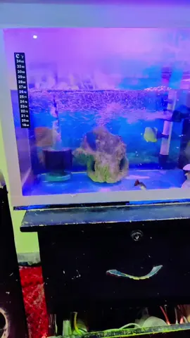 #ازبک_تاجک_پشتون_ترکمن_هزاره🇦🇫😘😘😘 #afghanistan🇦🇫 #germany🇩🇪 #india 