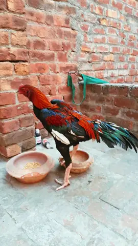 #creatorsearchinsights #importedaseel #thaiaseel #aseelshoq #murghbazii 