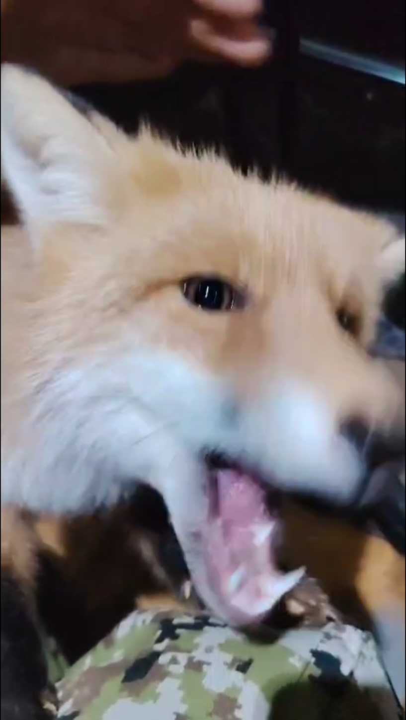 Муж нашёл другую #лиса #дружба #доверие #природа #мывответезатехкогоприручили 