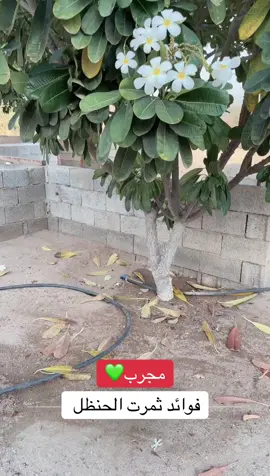 #رجل_الطبيعة #العرضيات_نمرة_ #الحنظل_علاج_المفاصل 